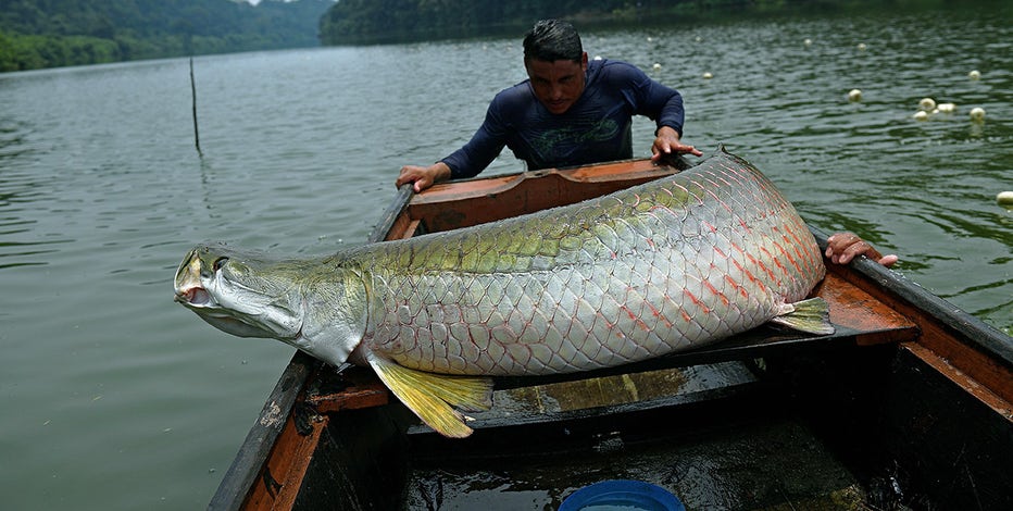 The 's largest fish makes a comeback