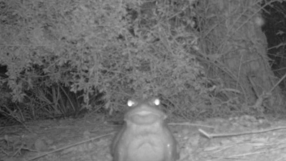 The Sonoran Desert toad, also known as the Colorado River toad, is pictured in a provided image. (Credit: National Park Service)