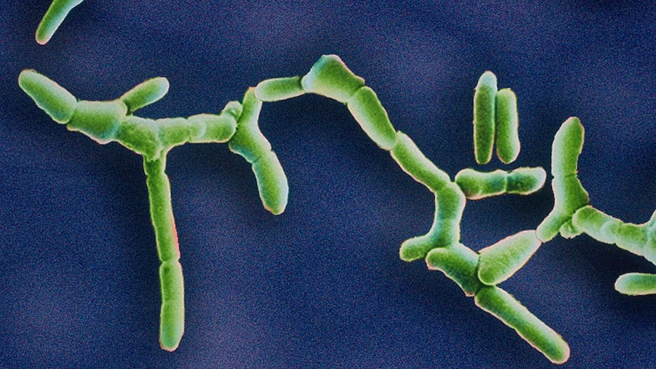 Listeria