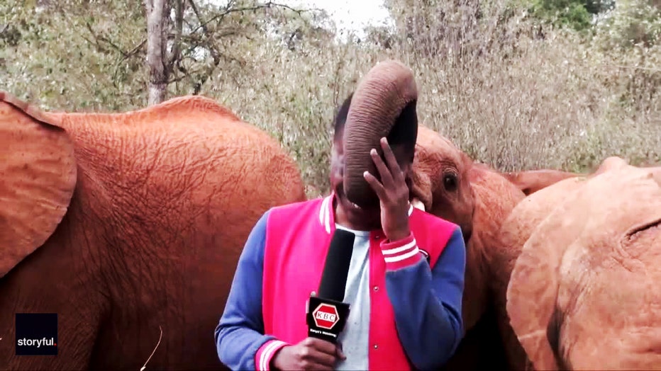 funny-video-elephant-reporter-kenya-4.jpg