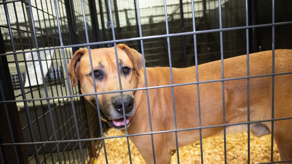 Dogs from the Ansan, South Korea dog meat farm rescue arrive at the Humane Society of the United States Care and Rehabilitation Center on Tuesday, Nov. 1, 2022, in Hagerstown, Md. (Provided: Human Society United States)