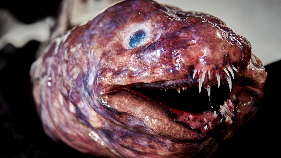 Check out these crazy deep sea creatures discovered by Australian  researchers