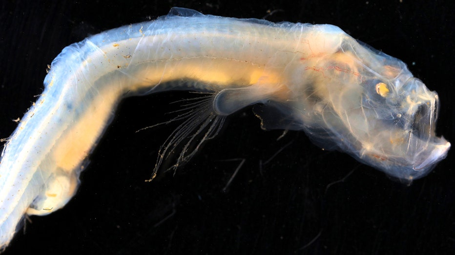 Extraordinary' undersea world, complete with 100 new species, discovered  off Tasmania