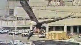 Video: Bald eagle carries Canada goose in its talons