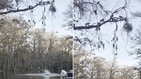 'It's raining monkeys!' Florida man records monkeys jumping from trees into river at Silver Springs State Park