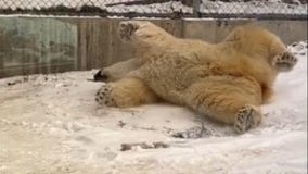 Polar bear makes 'snow angels' at Utah zoo after snowstorm