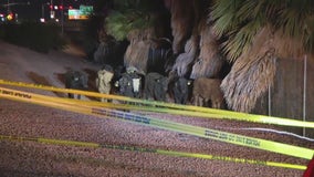 Cows on the loose! Cattle trailer crashes on Loop 101 in Glendale