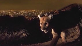 P-22: Officials provide grim update about LA’s famous mountain lion