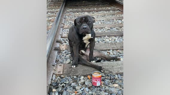 'Help us save Lucky's life': Nonprofit in need of donations for dog left paralyzed after being hit by train