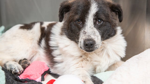 Meet Hershey! Puppy with heart condition needs a special fur-ever home