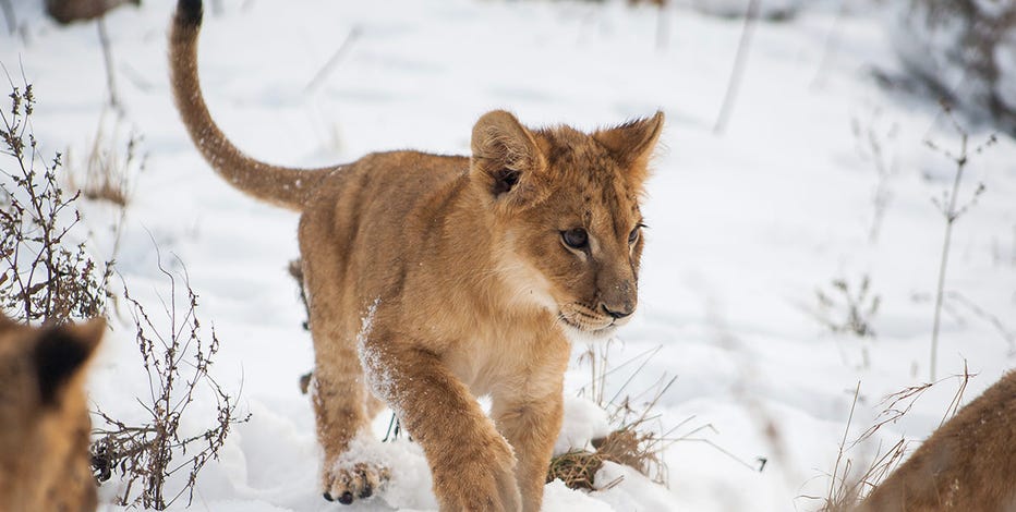 Lion cubs from Ukraine are 'fearless' in face of their first Minnesota  winter