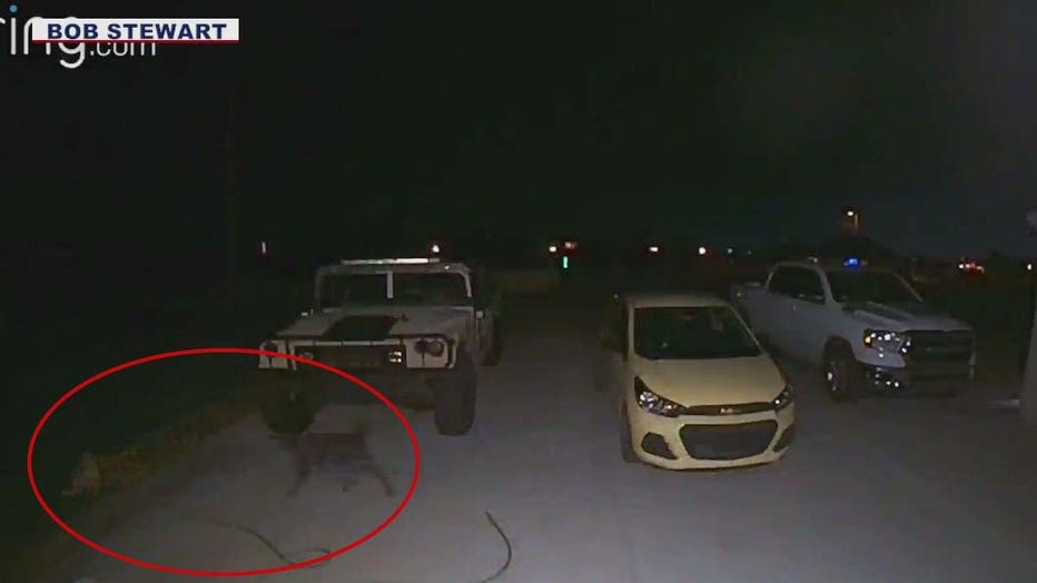 To the public, the video showed the moments leading up to a coyote attack at Apache Junction.