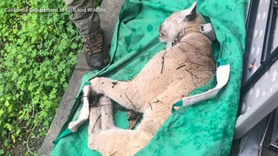 P-22: LA's celebrity mountain lion captured after days-long
