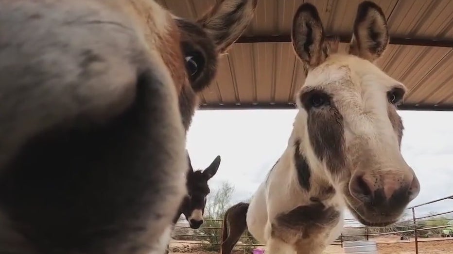 Hangry Donkey Sanctuary