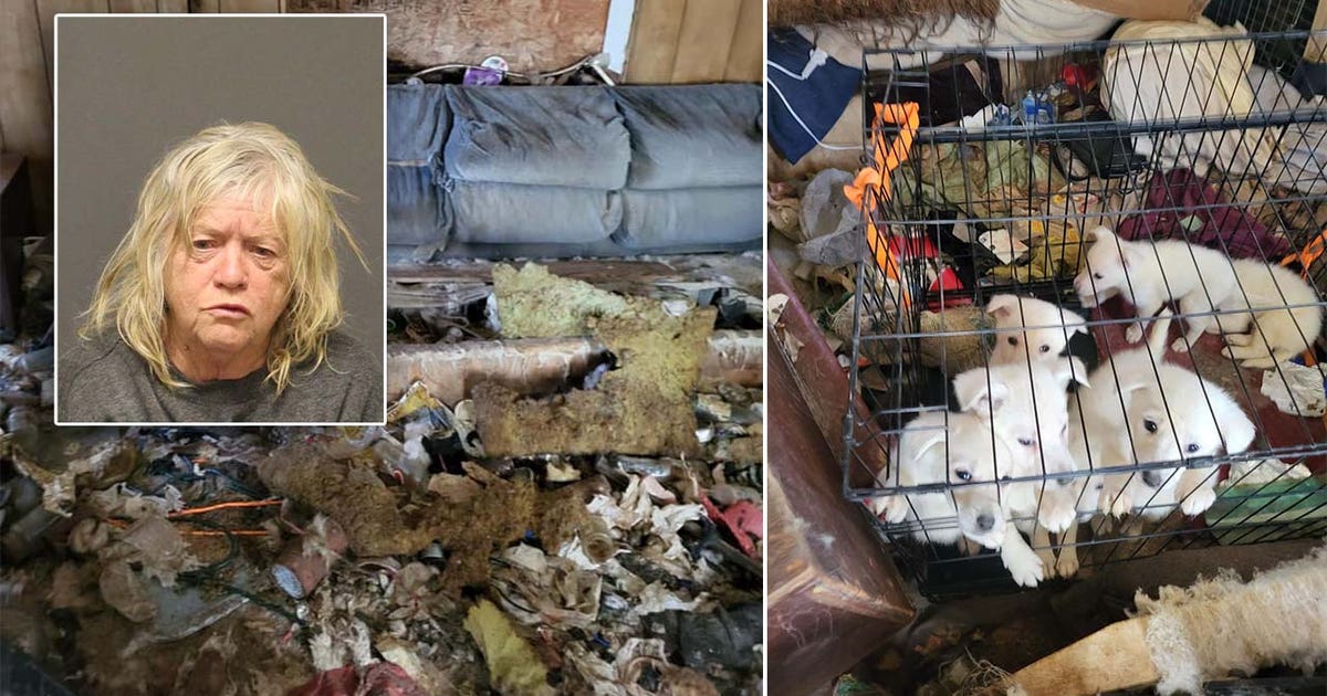 Dozens of 'emaciated' dogs found in 2 Mohave County homes, woman ...