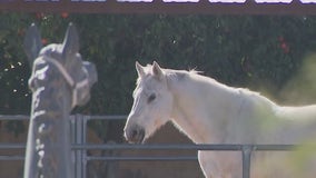 Scottsdale horse therapy program for first responders with PTSD in need of funding