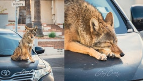 Why are we seeing more coyotes in the Phoenix area? Wildlife expert explains