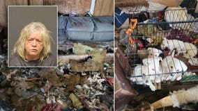 Dozens of 'emaciated' dogs found in 2 Mohave County homes, woman arrested