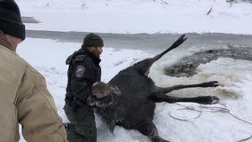Moose rescued from frozen lake after being stuck for hours