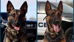 Queen Creek Police introduce K-9's Obi and Jack