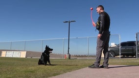 Opioid Crisis: Gilbert Police uses fentanyl-trained dogs to help find the drug