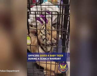 A year later: Phoenix tiger cub seized by police is doing well at