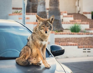 Why are we seeing more coyotes in the Phoenix area? Wildlife expert explains