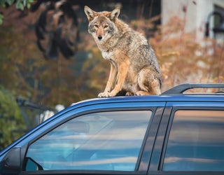 Look back: Coyotes in Phoenix