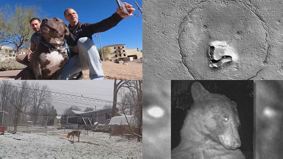 Arizona canal rescue, beastly encounters, buy a ghost town: This week's offbeat, heartwarming headlines