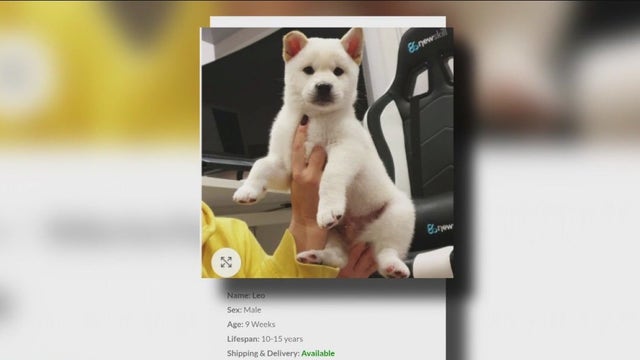 Catfished by a dog: How to avoid online pet scams