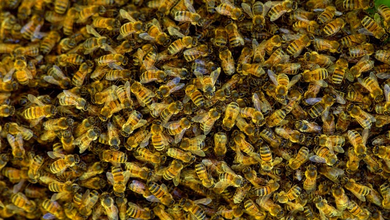 25ed9711-Honey Bees Swarming, UK