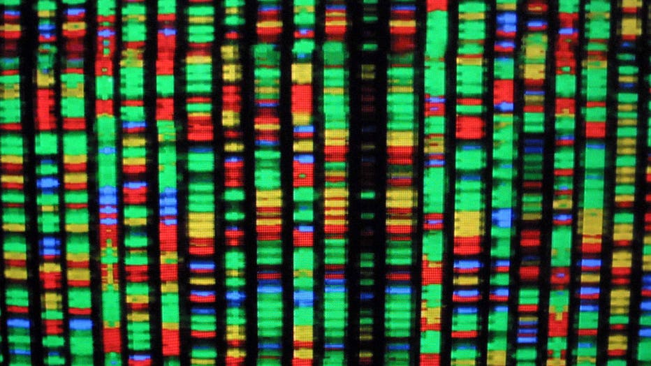 A digital representation of the human genome. (Photo by Mario Tama/Getty Images)