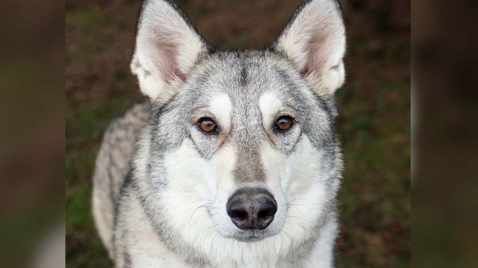 Animal shelter receives dozens of applications to adopt dog ‘Zeus ...
