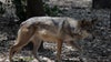 Arizona ranchers to be paid for removing livestock carcasses away from wolves