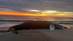 US government agency says 'no link' between dead whales and wind farm development