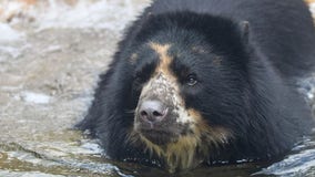 St. Louis Zoo bear escapes from enclosure for second time in a month