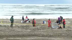 Dead whale washes ashore in NYC