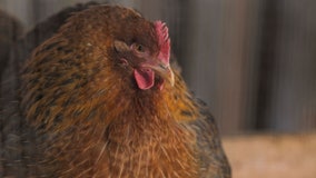 Bird flu kills 11-year-old girl in Cambodia