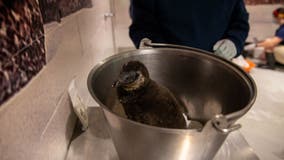 Endangered African penguin chicks hatch at Arizona aquarium