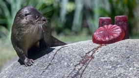 Blood-flavored popsicles help zoo animals beat Rio's heat
