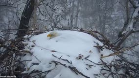 Eagle on Minnesota DNR's EagleCam covered in snow