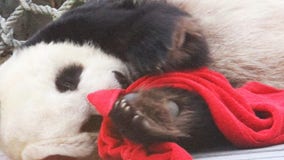 Memphis Zoo says giant panda Le Le has died