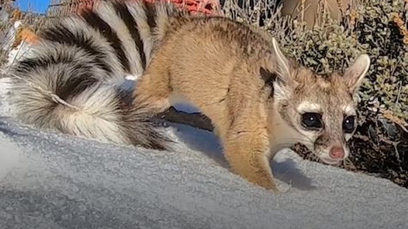 Rarely seen critter rescued from Utah chimney