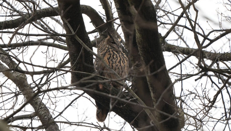 7cee5490-Eagle owl in Central Park