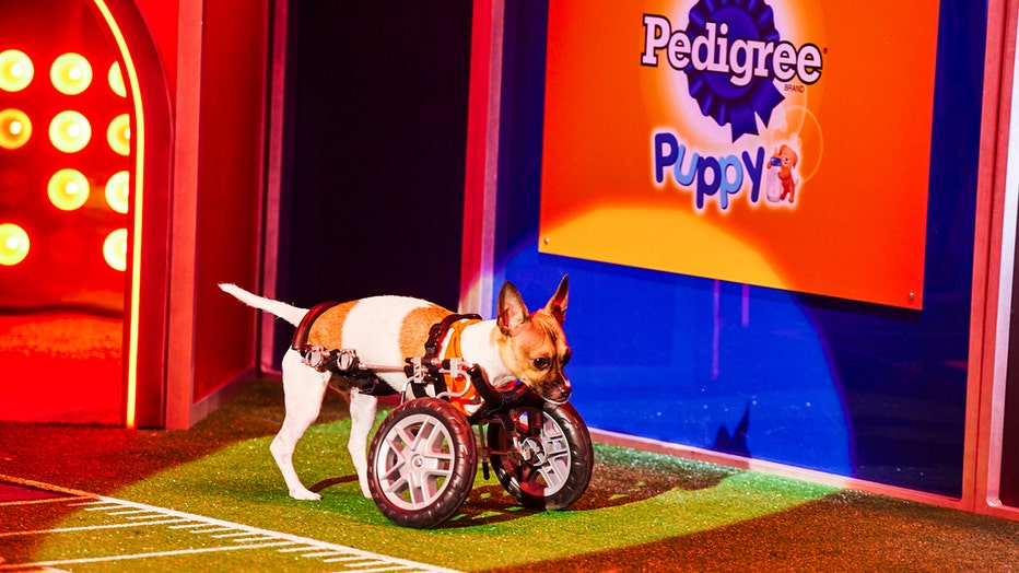 Puppy Bowl Presents: Winter Games Is All New On Discovery+ February 3, DNews