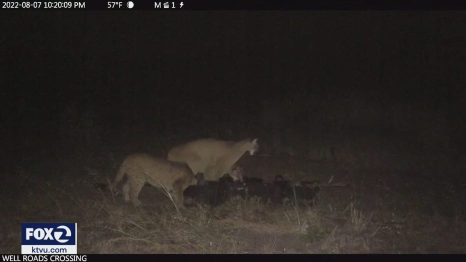 mountain-lion-half-moon-bay.jpg