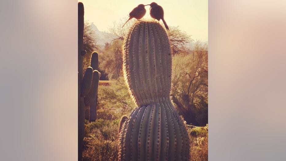 Awwww! Even the lovebirds are soaking in that Arizona sunset! Thanks Stephanie Wiltz for sharing!
