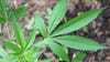 Certain marijuana products under voluntary recall in Arizona due to potential contamination: AZDHS