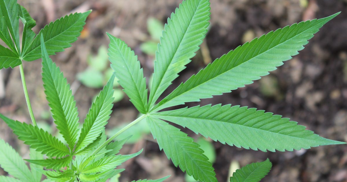 Marijuana odor bill proposed by AZ state lawmaker