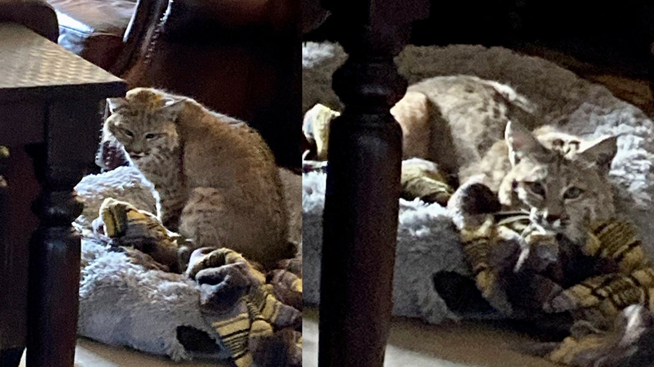 Bobcat caught using a dog bed inside an Arizona home